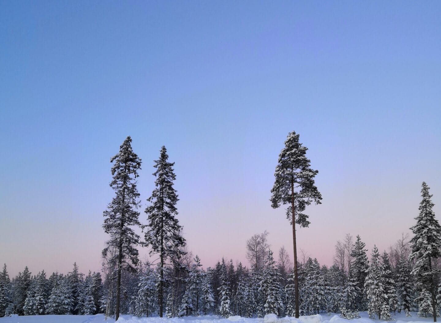 Talvinen maisemakuva taivaasta ja puista